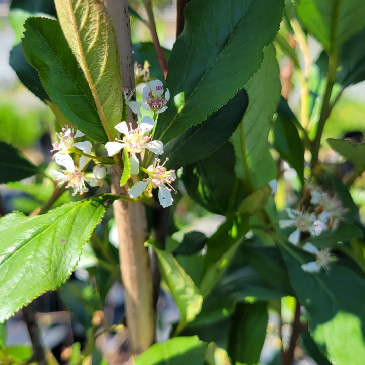 A close-up photo of the clustered white and pink tinged spring flowers of Aronia arbutifolia 'Brilliantissima' red chokeberry