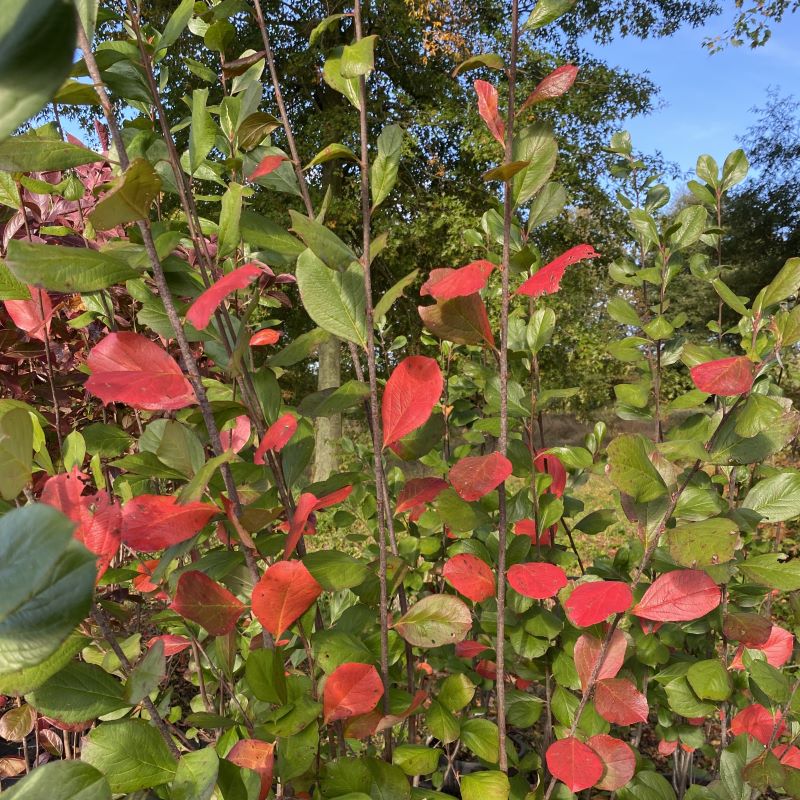 Red fall foliage of Aronia arbutifolia 'Brilliantissima' (Red Chokeberry).
