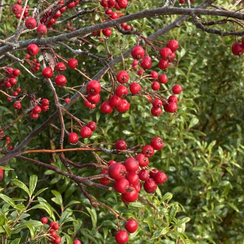 Brilliant red berries of Aronia arbutifolia 'Brilliantissima' (Red Chokeberry).