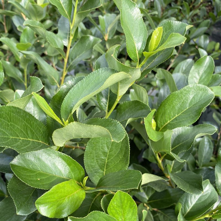 A close up of aronia melanocarpa leaves. 