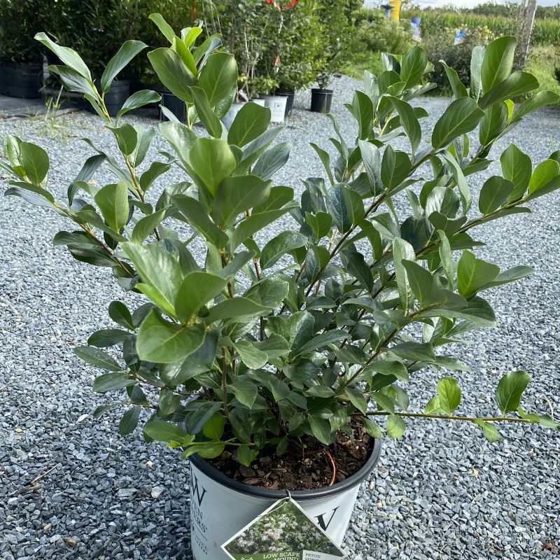 An aronia melanocarpa 'Low Scape Mound' (Chokeberry) in a white pot. .