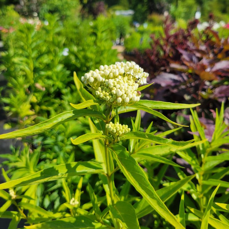 Close-up of the white, compound flowers of Asclepias incarnata 'Ice Ballet' (Swamp Milkweed)