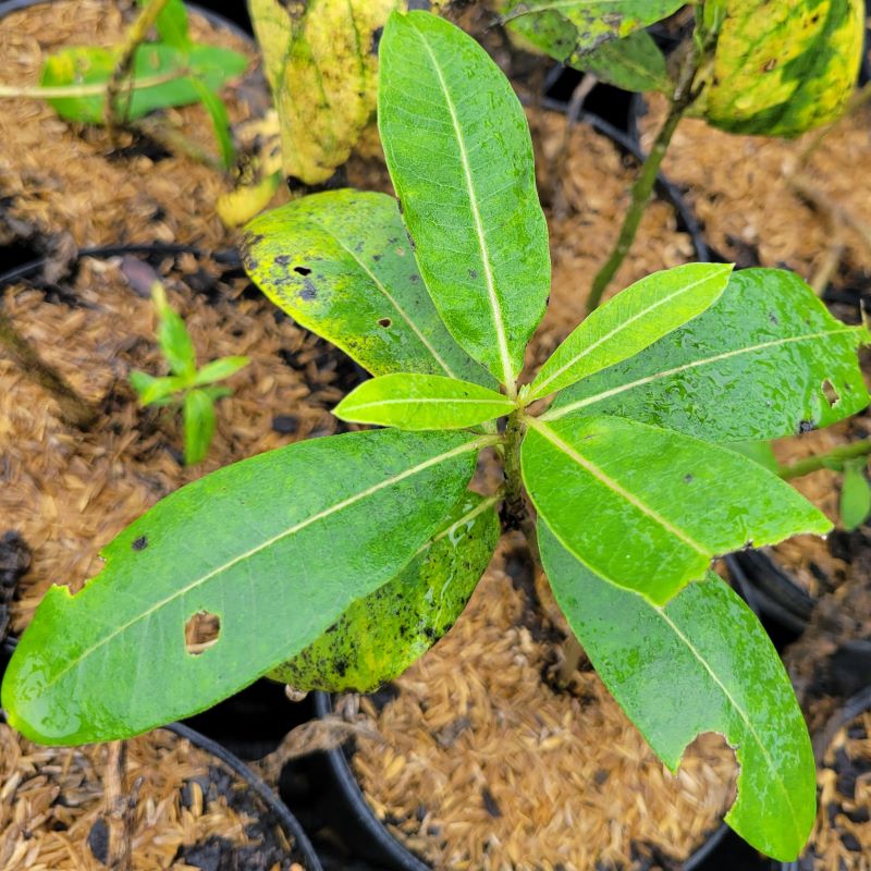 Asclepias syriaca (Common Milkweed) leaves with signs of monarch caterpillar damage