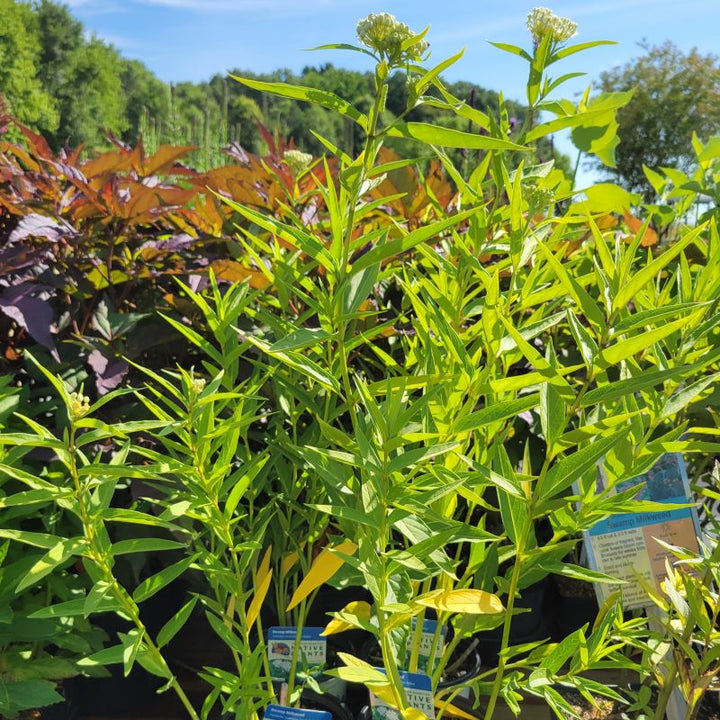 Upright, leafy structure of Asclepias incarnata 'Ice Ballet' (Swamp Milkweed)