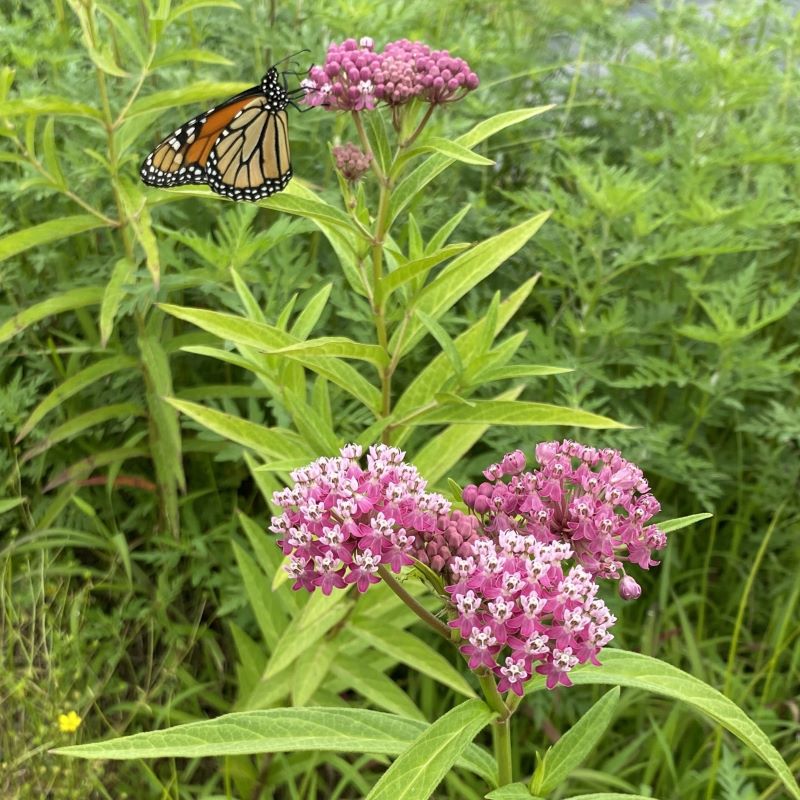 Monarch butterfly on a swamp milkweed bloom. 