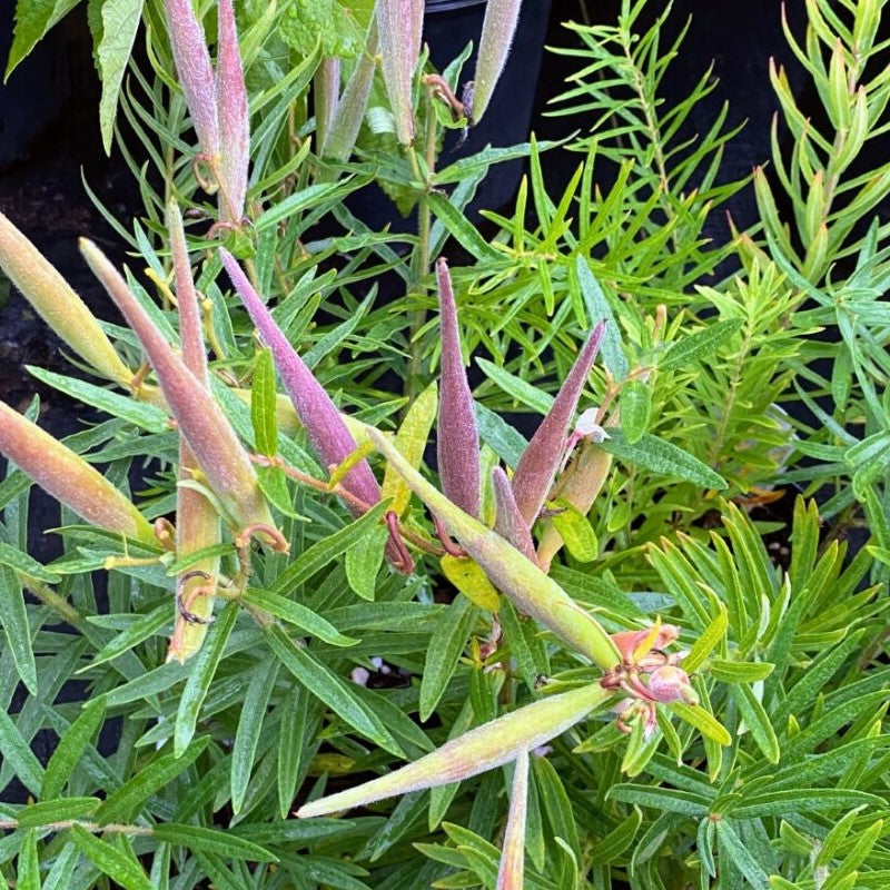 Asclepias tuberosa (Butterfly Milkweed) Unity Grown