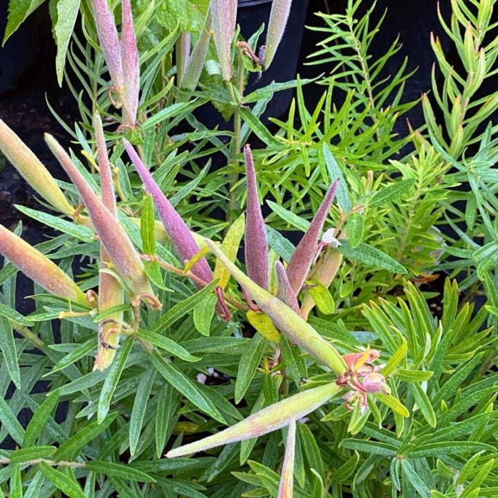 Asclepias tuberosa (Butterfly Milkweed) Unity Grown