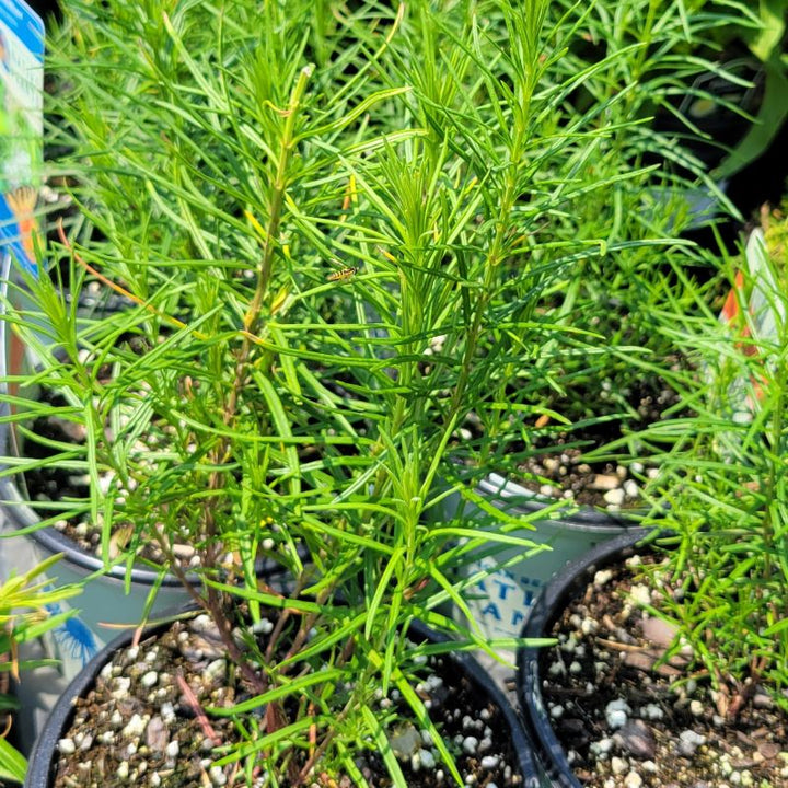 A photo of the thread, needle-like foliage of Asclepias verticillata (whorled milkweed) with a visiting hoverfly