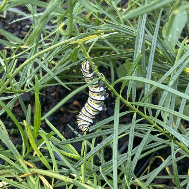 Monarch caterpillar eating narrow, green leaves of Asclepias verticillata (whorled milkweed)