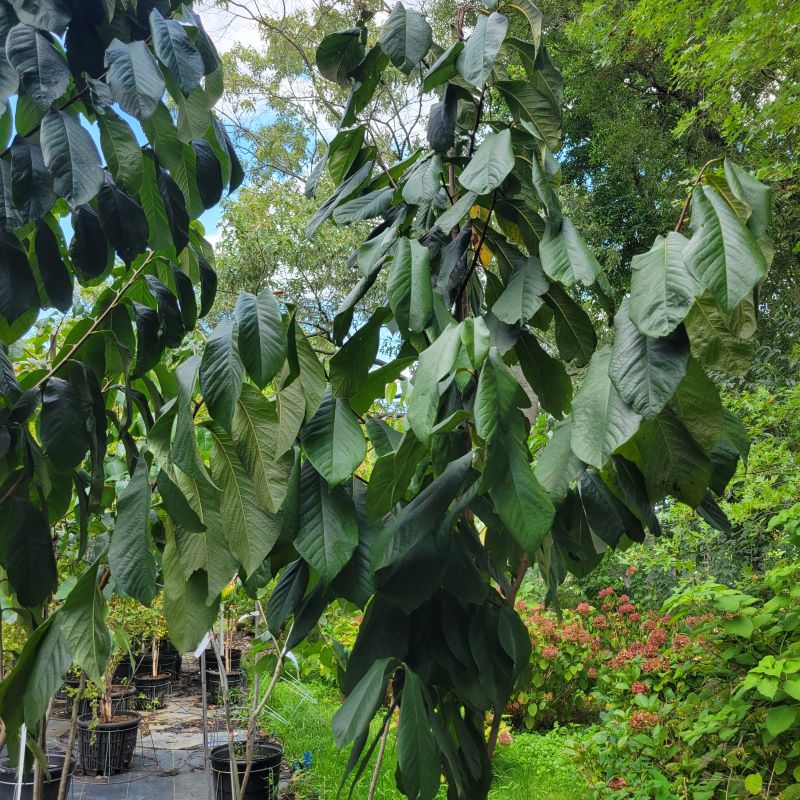 Upper branch structure on a Asimina triloba (Pawpaw) specimen grown in a 15-gallon pot.