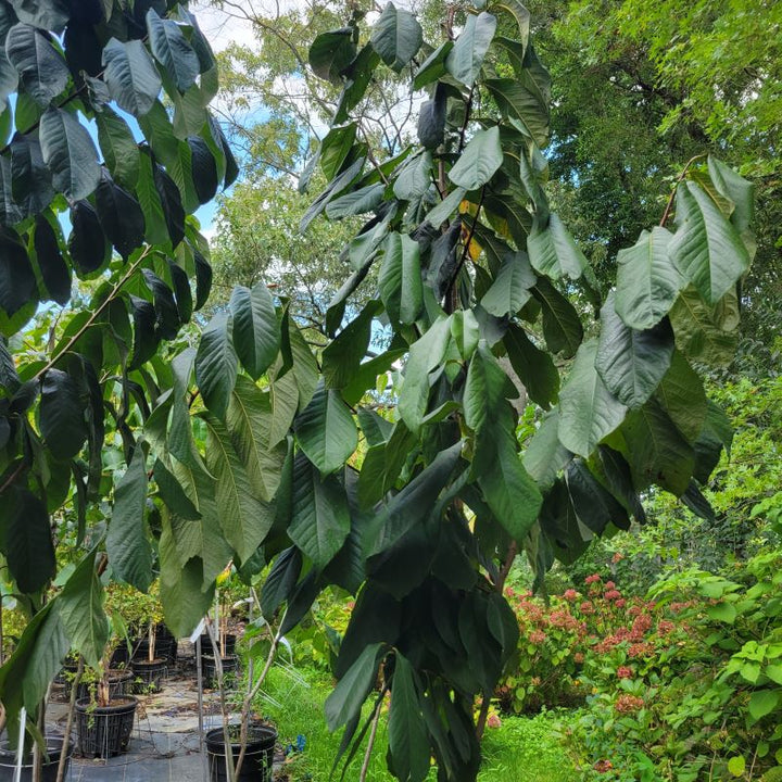 Upper branch structure on a Asimina triloba (Pawpaw) specimen grown in a 15-gallon pot.