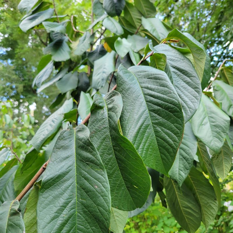 Large-lobed glossy foliage on Asimina triloba (Pawpaw.