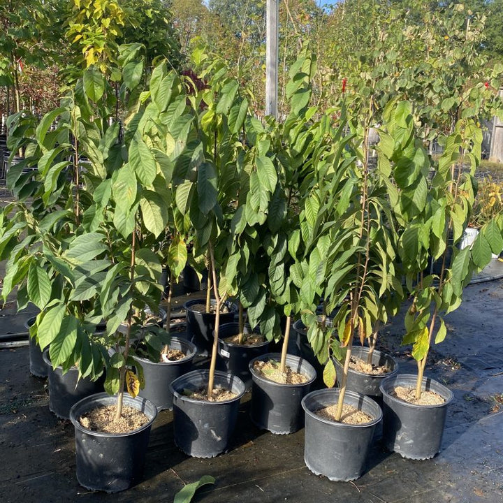 Asimina triloba (Pawpaw)