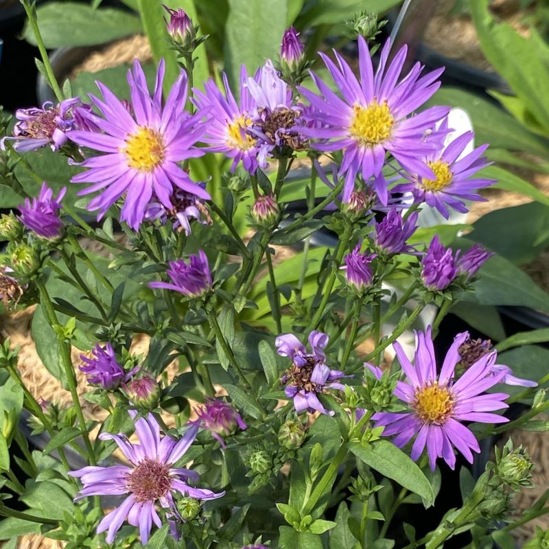 Close up of a blooming Aster 'Wood's Purple'.