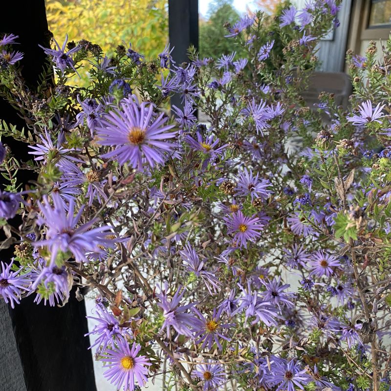 Purple flowers of Raydon's Favorite Aster.
