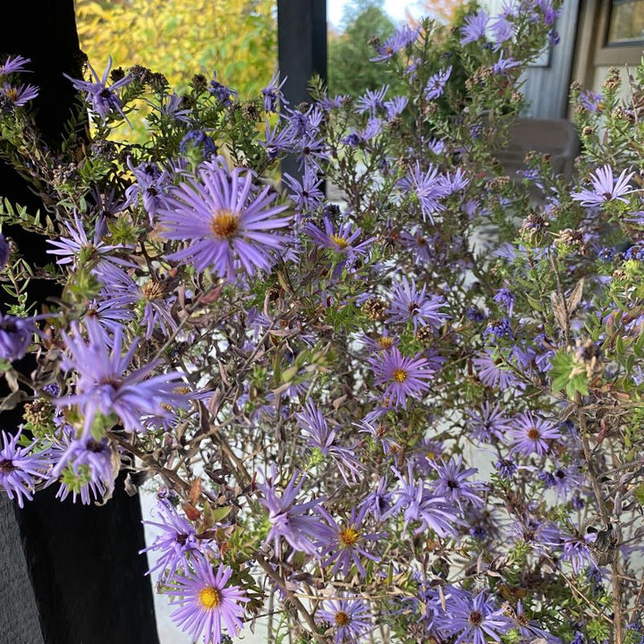Purple flowers of Raydon's Favorite Aster.