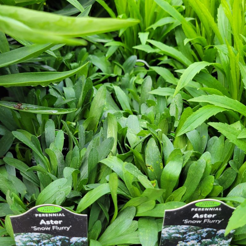 Young green foliage of Symphyotrichum (Aster) ericoides 'Snow Flurry' (White Heath Aster) grown in quart-sized pots.