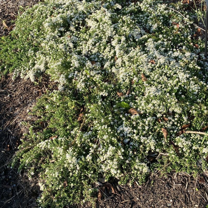 Aster ericoides (Heath Aster) 'Snow Flurry' flowering creating a carpet of white petals