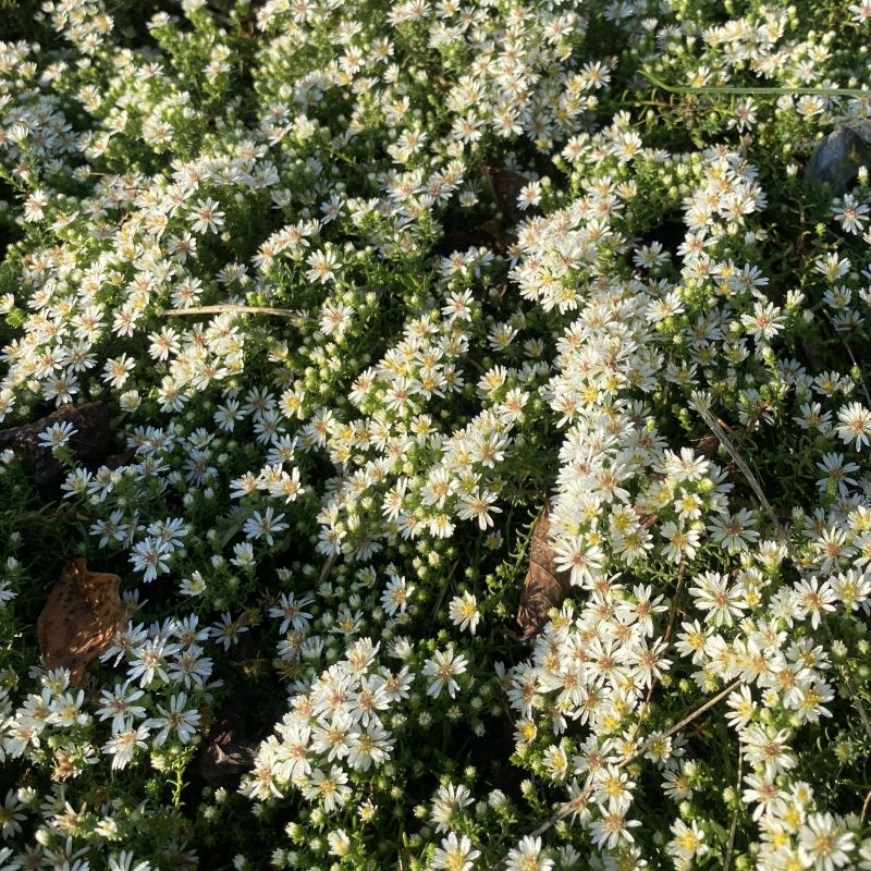 A close-up photo of white Aster ericoides (Heath Aster) 'Snow Flurry' flowers