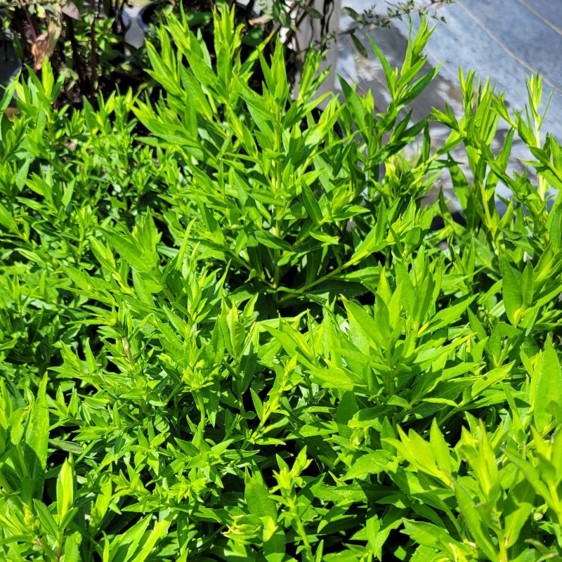 A photo of the young foliage of 'Wood's Blue' aster