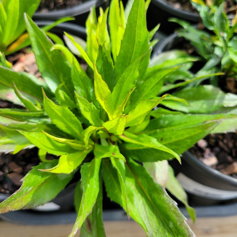 The showy, glossy green foliage of 'Wood's Pink' aster