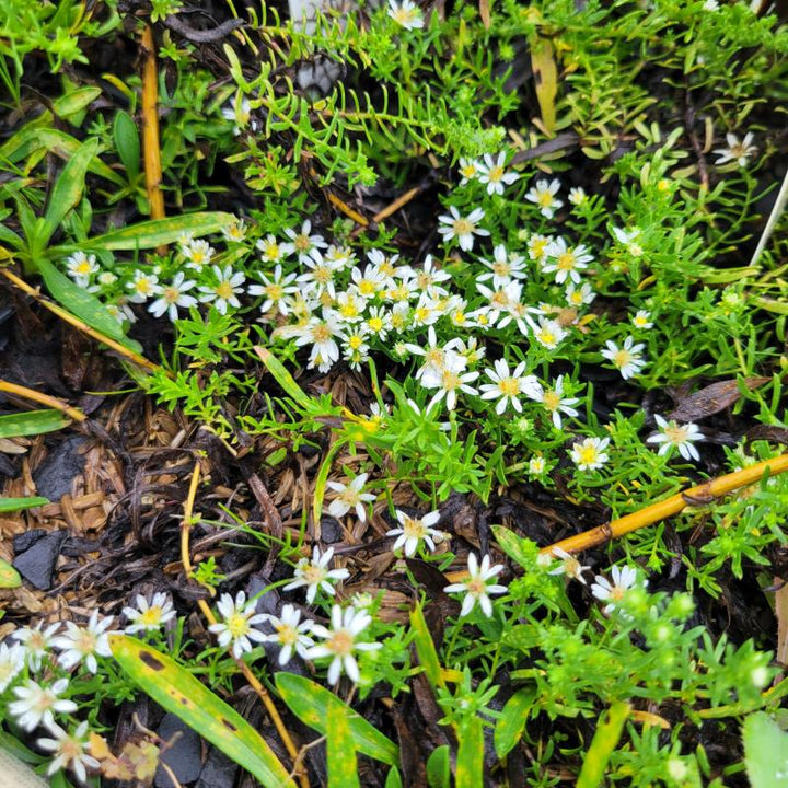 A close-up photo of white Aster ericoides (Heath Aster) 'Snow Flurry' flowers