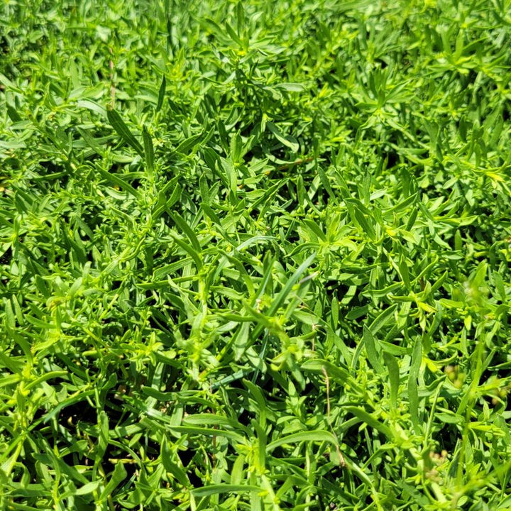 A close-up photo of the dense, green foliage of established 'Snow Flurry' heath aster