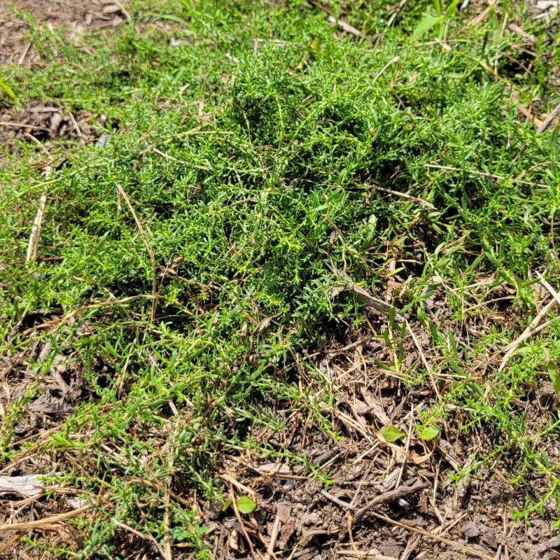 A photo of Symphyotrichum ericoides 'Snow Flurry' planted in a mulch bed