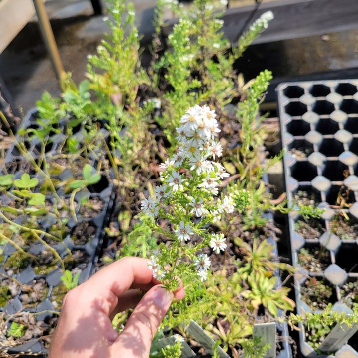 A close-up photo of a cluster of white Aster ericoides (Heath Aster) flowers