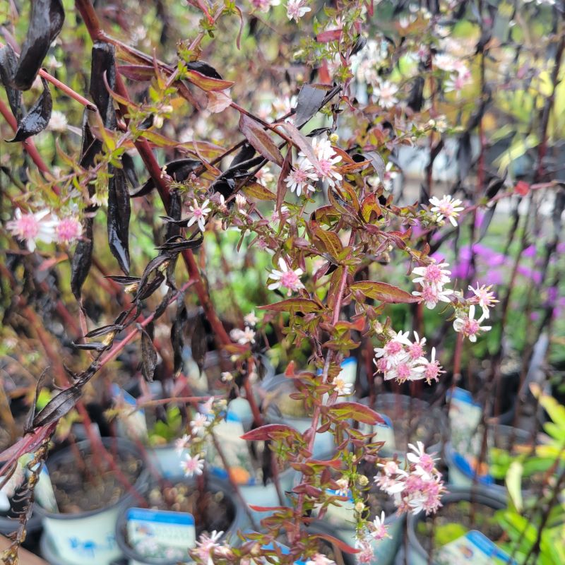 A close-up photo of pink and white Aster lateriflorum 'Lady in Black' (Calico Aster) blooms