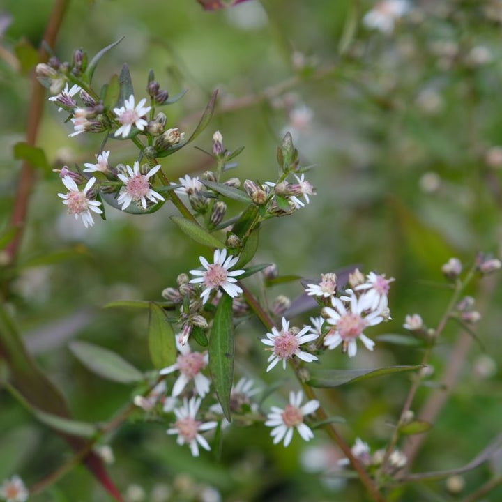 Symphyotrichum (Aster) lateriflorum 'Lady in Black (Calico Aster) Unity Grown