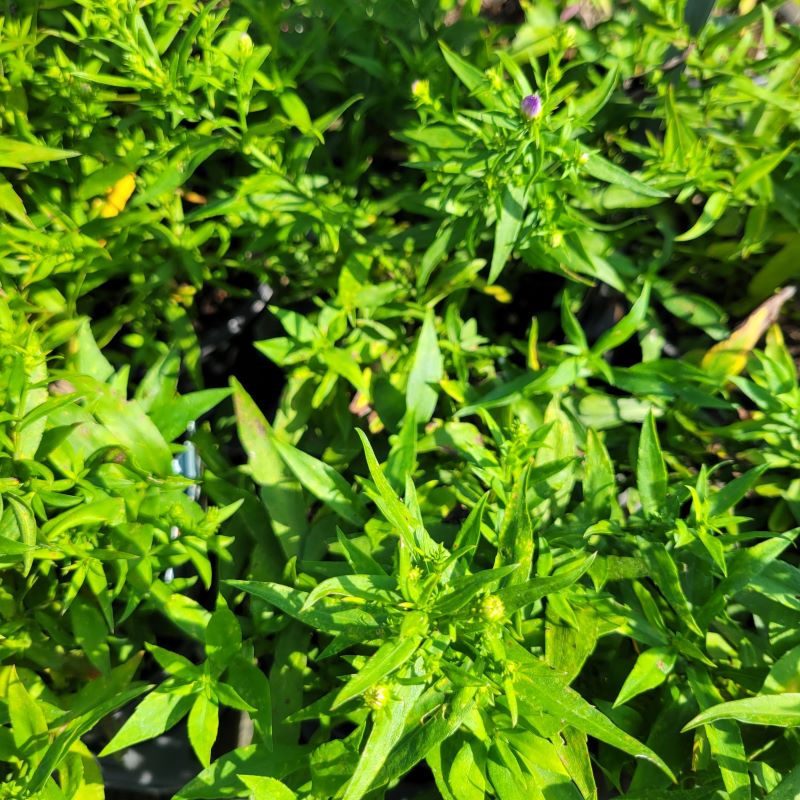 Bright green foliage and developing flower buds of Aster novi-belgii 'Alice Haslam' grown in 1-gallon containers.