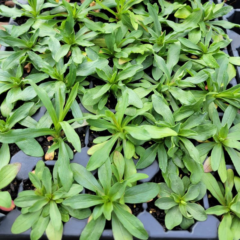 White Heath Aster, Aster ericoides or Symphyotrichum ericoides, grown as LP50 landscaping plugs.