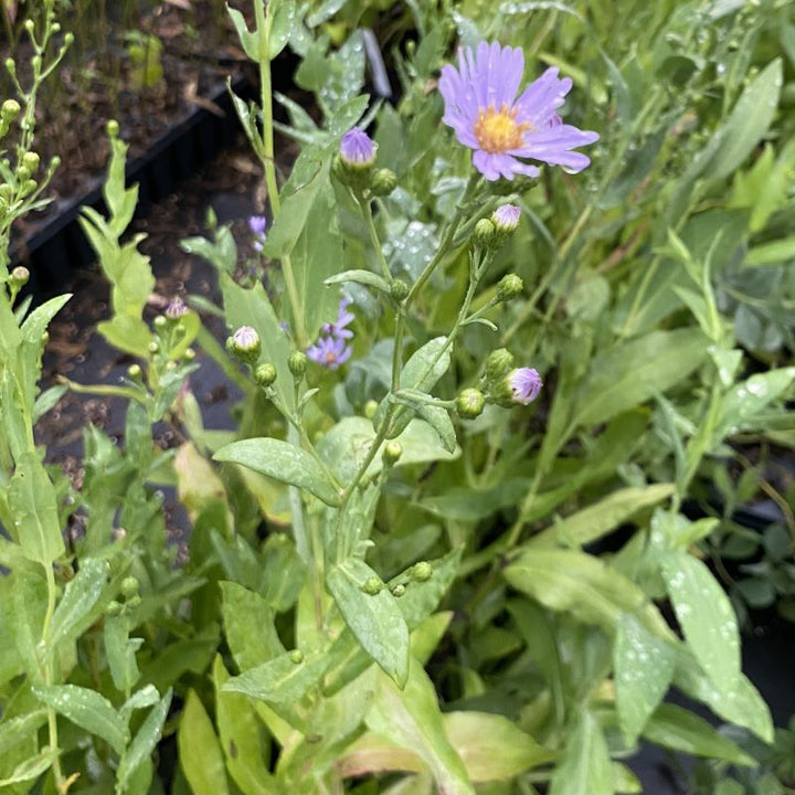 Aster laevis (smooth blue aster) growing in a greenhouse. 