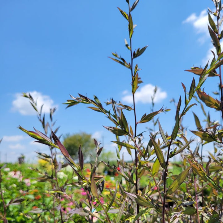 Airy, purple-tinted foliage of Symphyotrichum (Aster) lateriflorum 'Lady in Black' (Calico Aster)