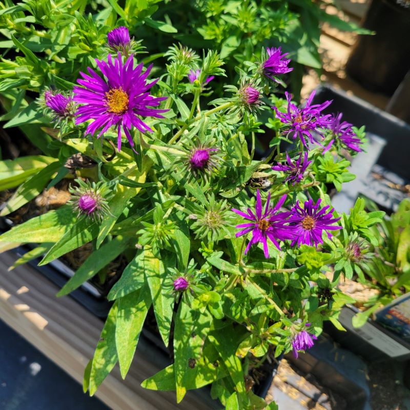 Vibrant purple flowers of Symphyotrichum novae-angliae (also called Aster novae-angliae) 'Purple Dome' (New England Aster)