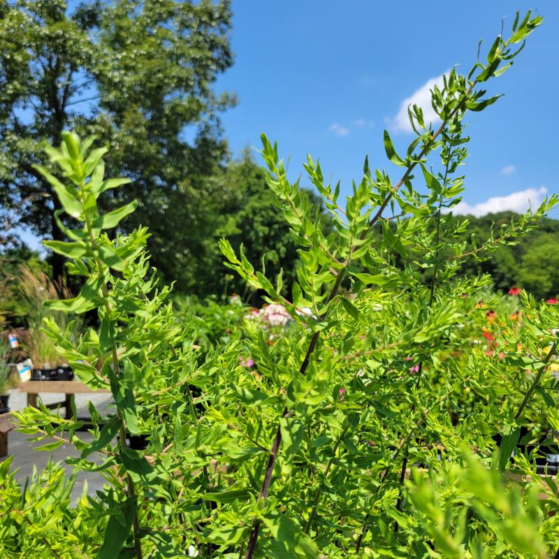 Bright green, upright foliage of Symphyotrichum oblongifolium (Aster oblongifolius) 'Raydon's Favorite,' also called aromatic aster