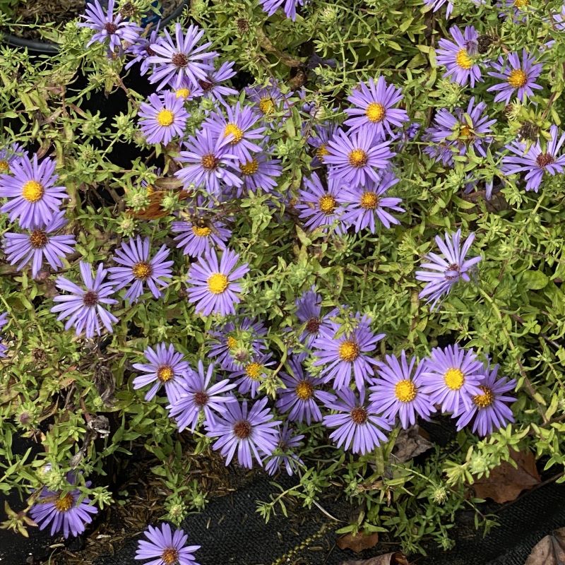 Group of purple blooming aster oblongifolius 'October Skies' (Aromatic Aster) in pots.