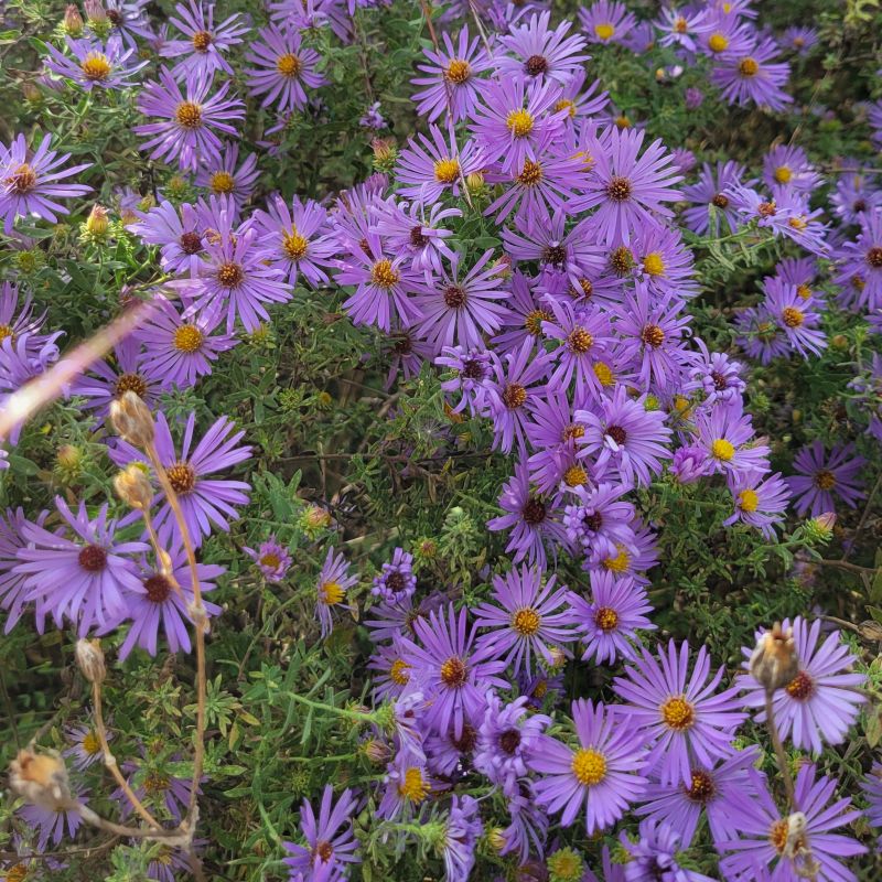 Aster oblongifolius 'Twilight Sky' flowers with narrow purple petals and yellow to brown centers above some slender green leaves.
