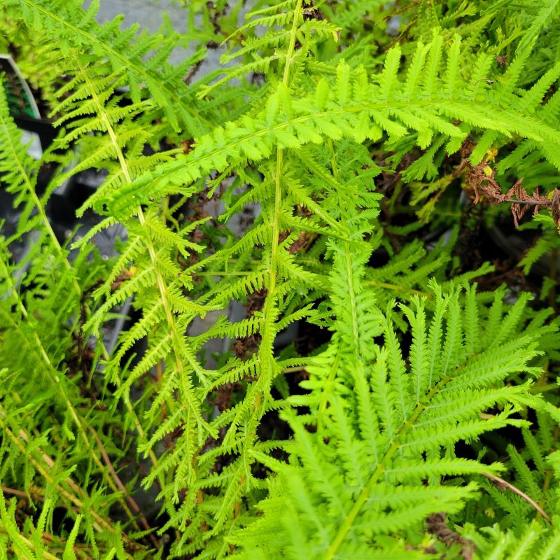 Unique fringey tasseled foliage of Athyrium filix-femina 'Victoriae' (Victoria Lady Fern)