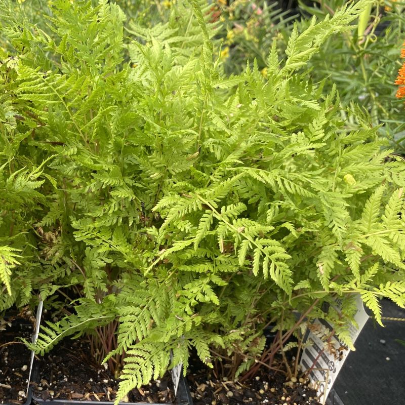Athyrium felix-femina 'Lady in Red' (Lady in Red Fern) growing in quart containers. 