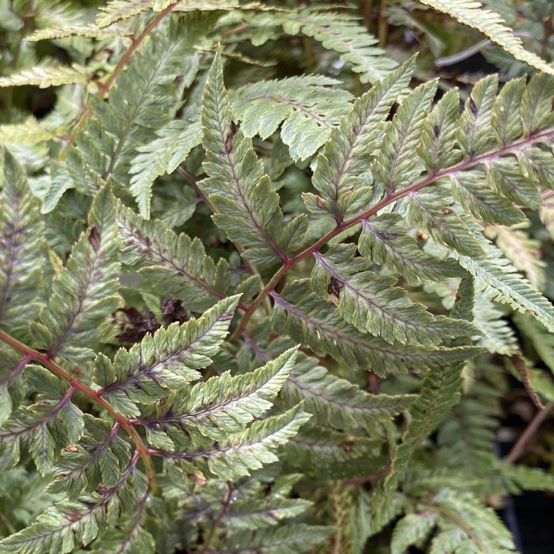 Close up of athyrium niponicum Pictum (Japanese Painted Fern) leaf. 