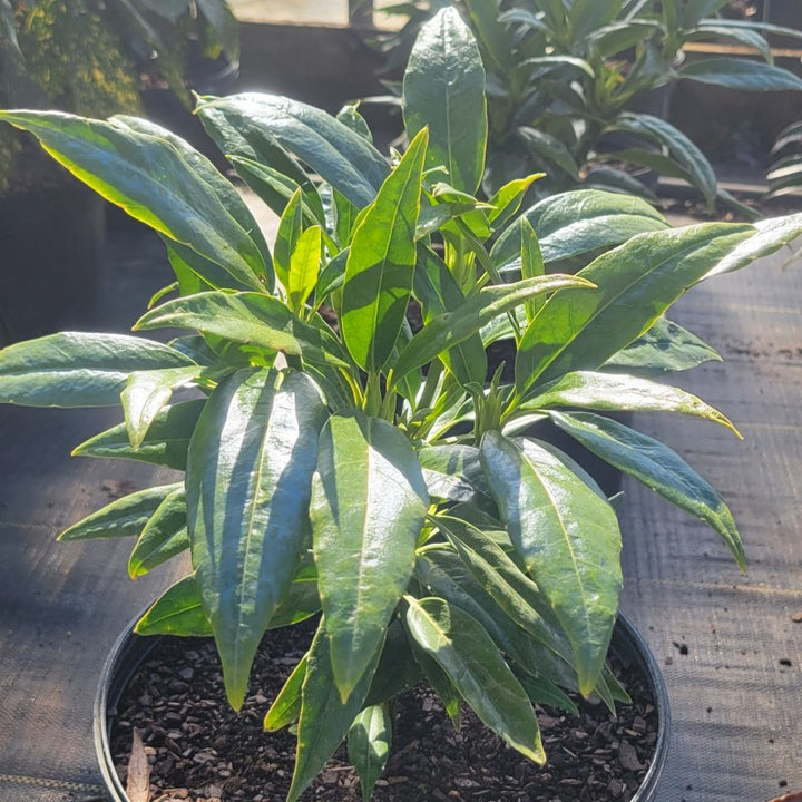 Lustrous green foliage with serrated edges of the Aucuba japonica 'Serratifolia' cultivar