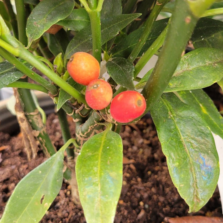 A close-up photo of the large, bright red berries of Aucuba japonica 'Serratifolia'