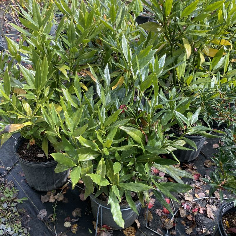 Lustrous green foliage with serrated edges of the Aucuba japonica 'Serratifolia'. A potted green leafy plant in a black nursery pot, surrounded by other similar plants on a black ground cover.