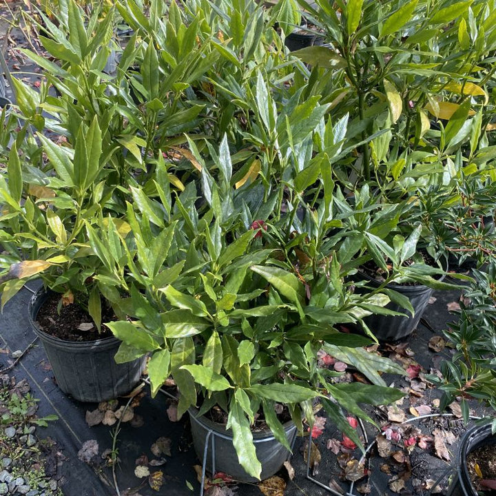 Lustrous green foliage with serrated edges of the Aucuba japonica 'Serratifolia'. A potted green leafy plant in a black nursery pot, surrounded by other similar plants on a black ground cover.