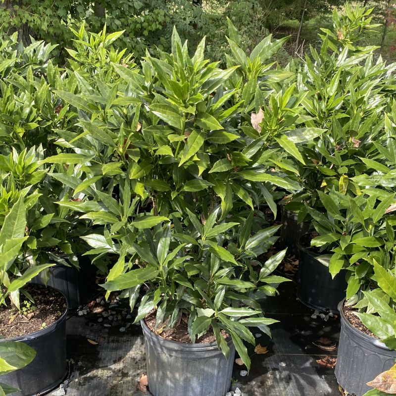 Lustrous green foliage with serrated edges of the Aucuba japonica 'Serratifolia' cultivar. A leafy green potted plant in a black nursery pot, surrounded by other similar plants in pots on a gravel-covered ground with trees in the background.