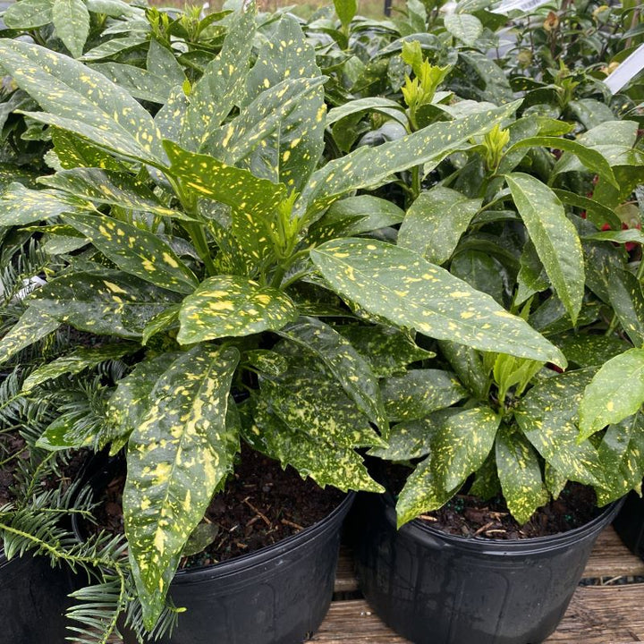 Aucuba japonica 'Variegata' (Variegated Aucuba)