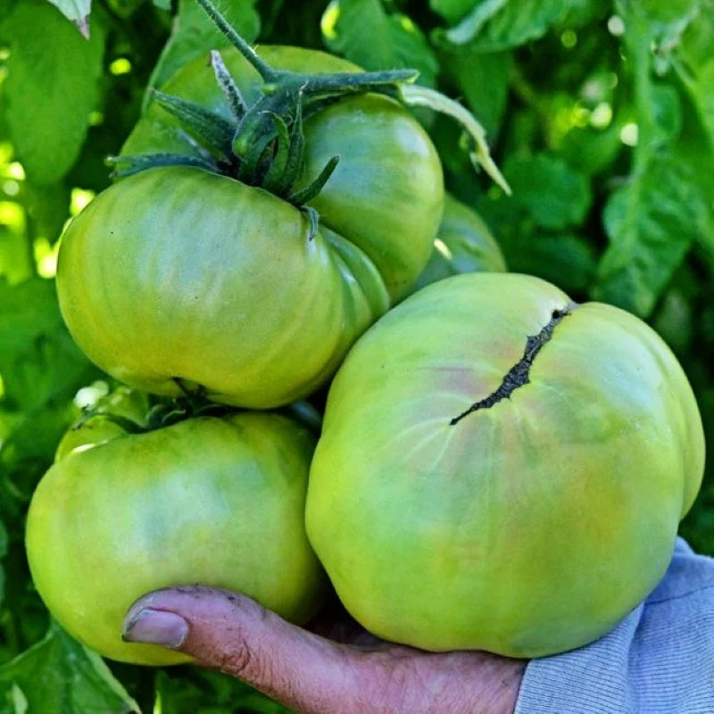 A large handful of very large Aunt Ruby's German Green tomatoes, with bright green skin.