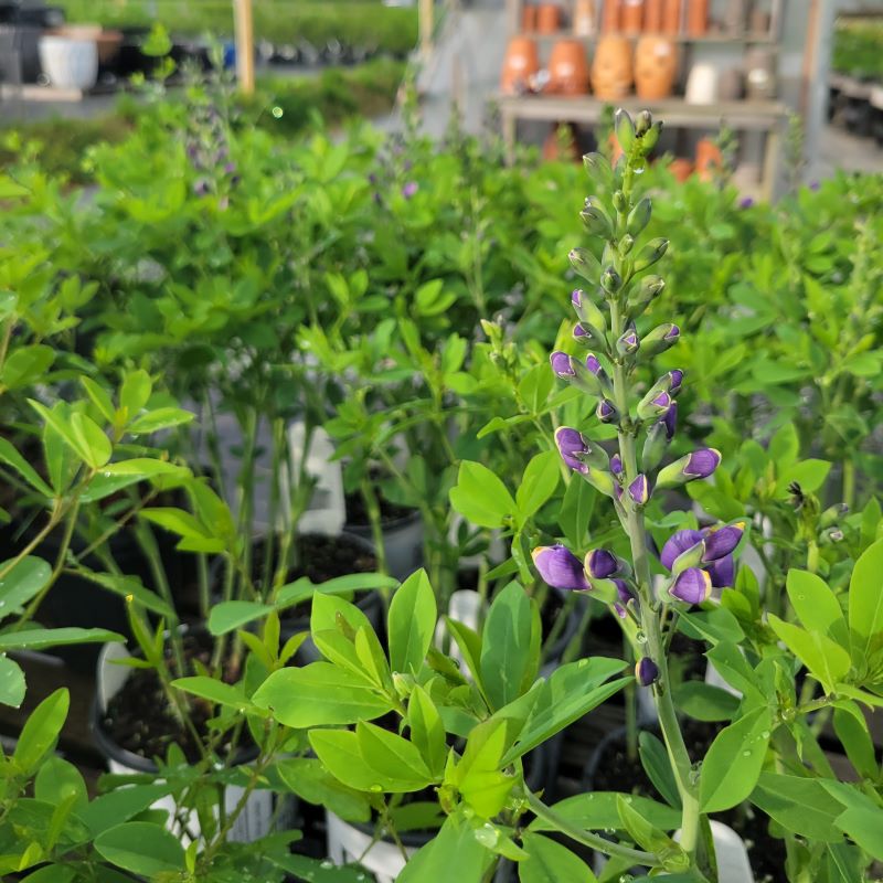 Upright foliage and developing flowers of Baptisia x Decadence® 'Blueberry Sundae'